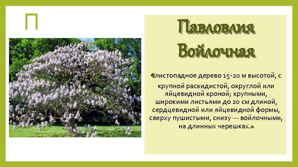 П Павловлия Войлочная «листопадное дерево 15 -20 м высотой, с крупной раскидистой, округлой или
