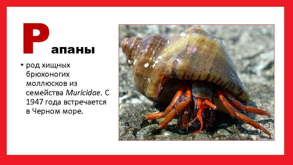 Р апаны • род хищных брюхоногих моллюсков из семейства Muricidae. С 1947 года встречается