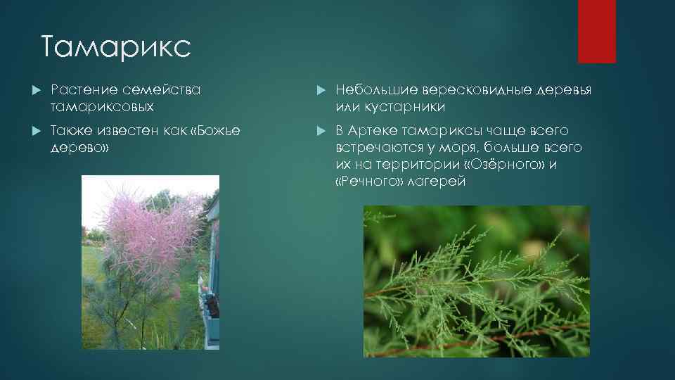Тамарикс Растение семейства тамариксовых Небольшие вересковидные деревья или кустарники Также известен как «Божье дерево»