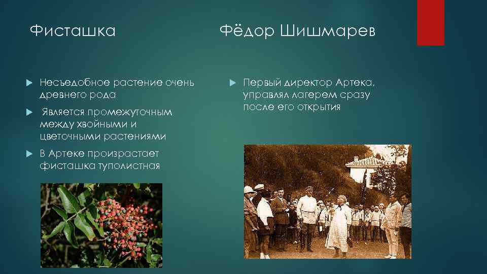 Фисташка Несъедобное растение очень древнего рода Является промежуточным между хвойными и цветочными растениями В