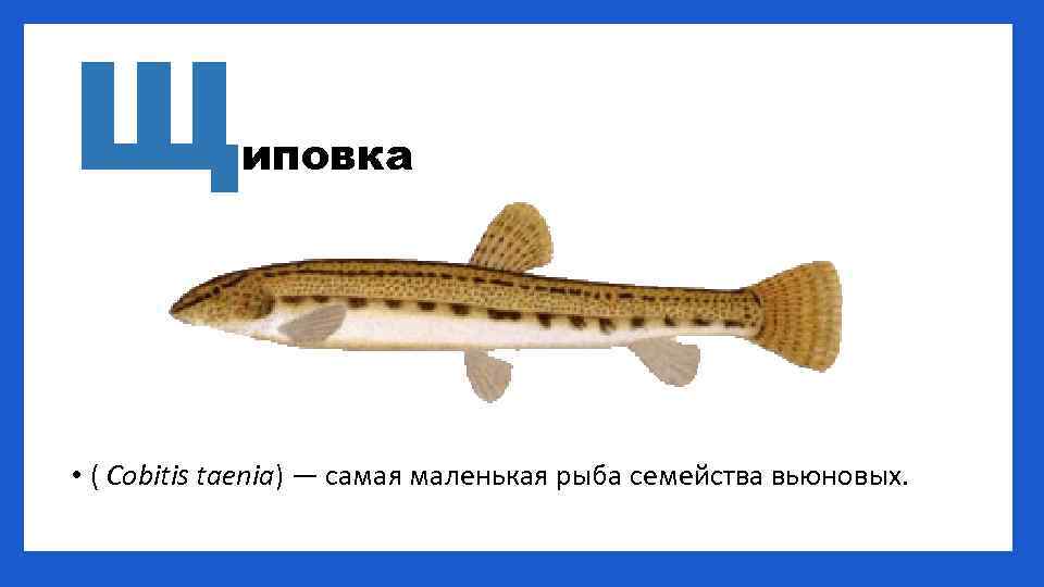 Щ иповка • ( Cobitis taenia) — самая маленькая рыба семейства вьюновых. 