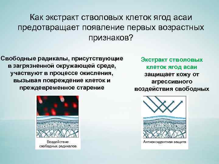 Как экстракт стволовых клеток ягод асаи предотвращает появление первых возрастных признаков? Свободные радикалы, присутствующие