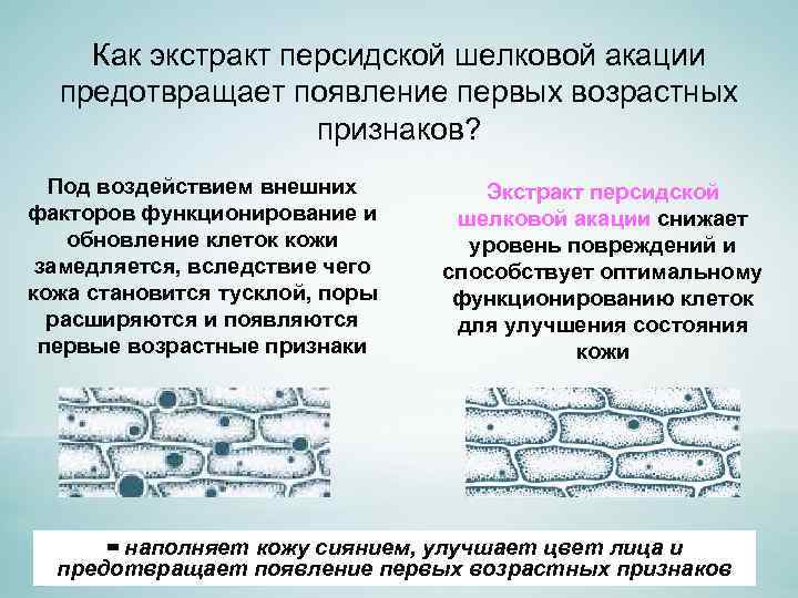 Как экстракт персидской шелковой акации предотвращает появление первых возрастных признаков? Под воздействием внешних факторов