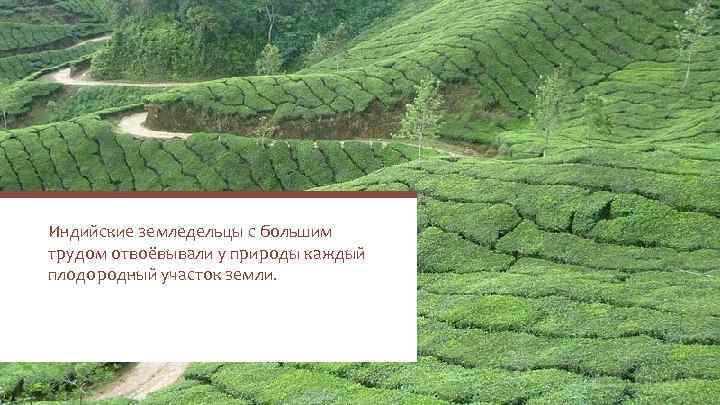 Индийские земледельцы с большим трудом отвоёвывали у природы каждый плодородный участок земли. 