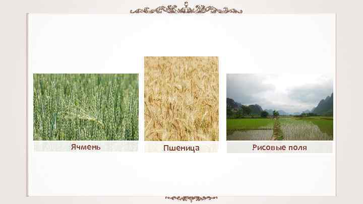 Ячмень Пшеница Рисовые поля 