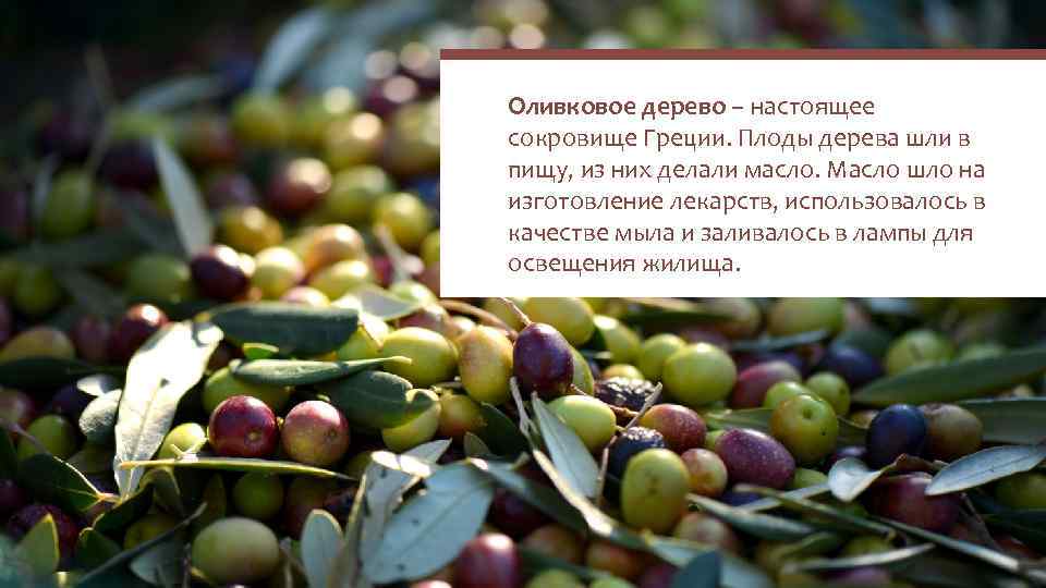 Оливковое дерево – настоящее сокровище Греции. Плоды дерева шли в пищу, из них делали