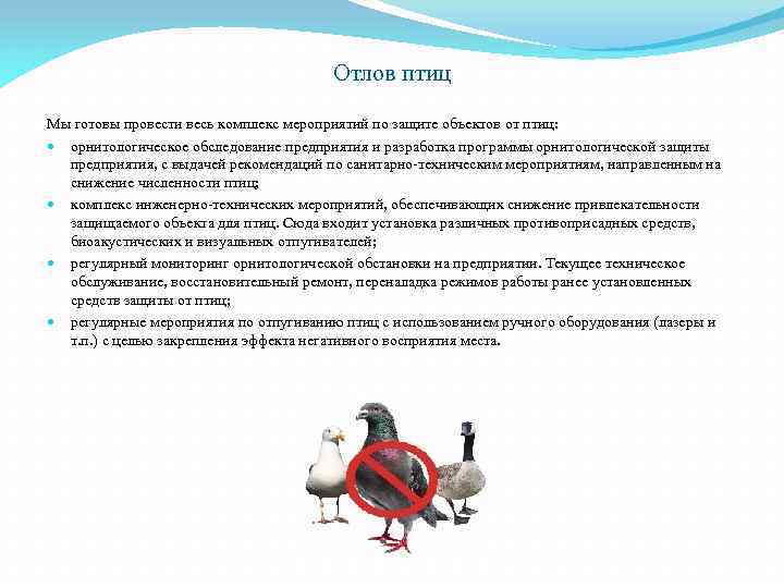 Отлов птиц Мы готовы провести весь комплекс мероприятий по защите объектов от птиц: орнитологическое