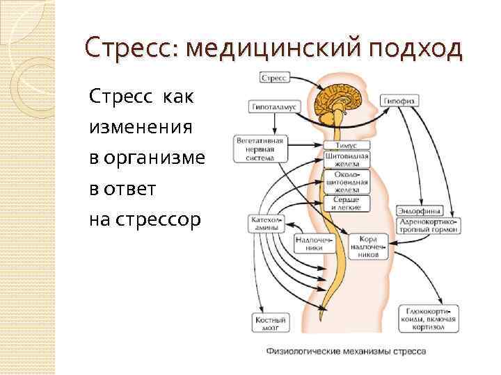 Стресс: медицинский подход Стресс как изменения в организме в ответ на стрессор 