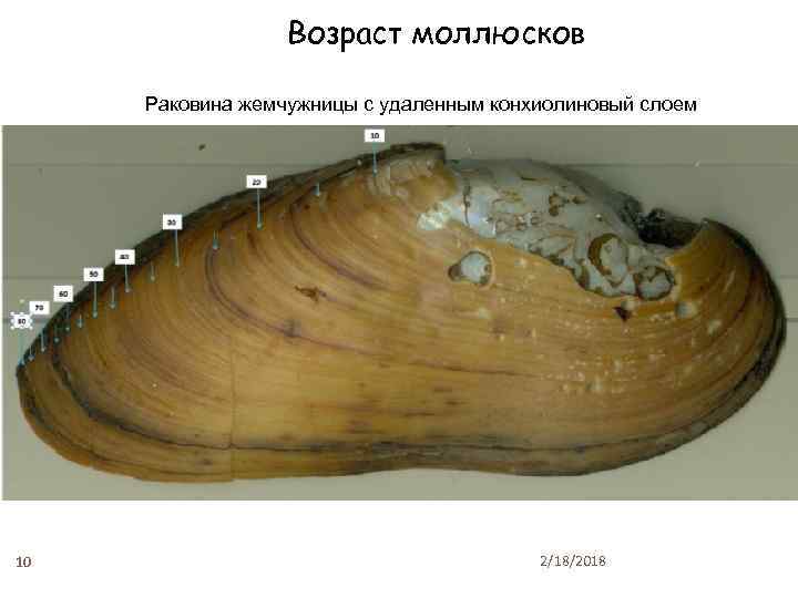 Возраст моллюсков Раковина жемчужницы с удаленным конхиолиновый слоем 10 2/18/2018 