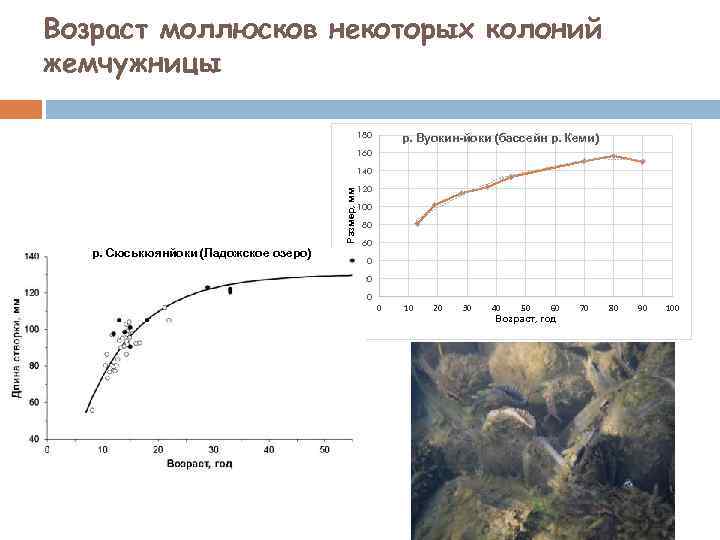 Возраст моллюсков некоторых колоний жемчужницы 180 р. Вуокин-йоки (бассейн р. Кеми) 160 Размер, мм