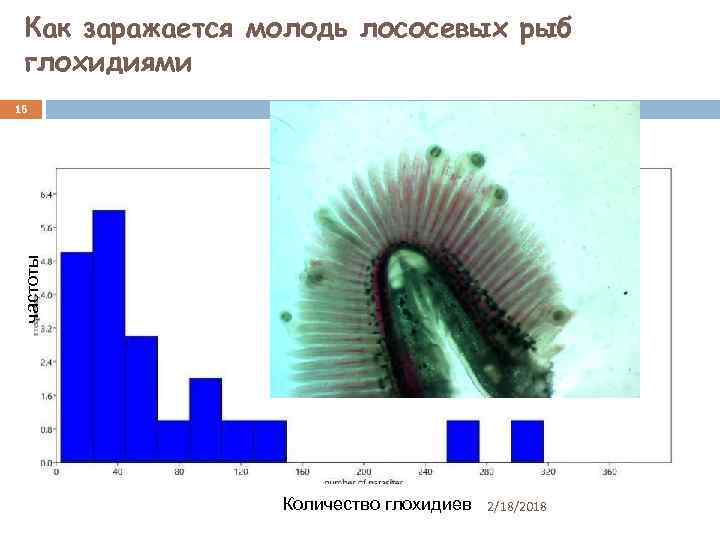 Как заражается молодь лососевых рыб глохидиями частоты 16 Количество глохидиев 2/18/2018 