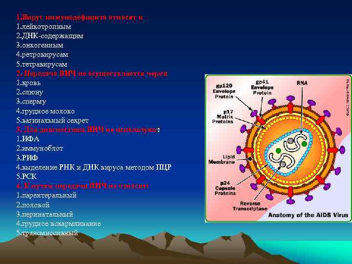 1. Вирус иммунодефицита относят к 1. лейкотропным 2. ДНК-содержащим 3. онкогенным 4. ретровирусам 5.