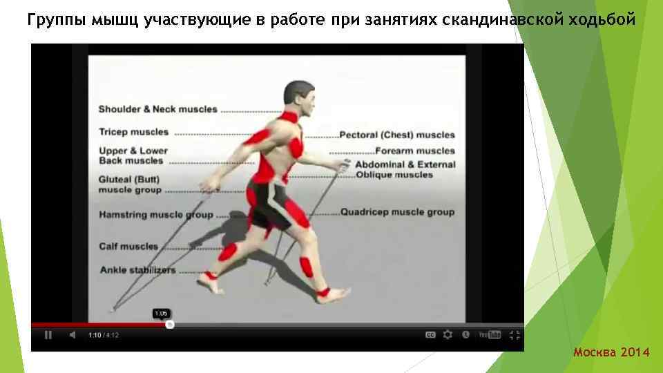 Группы мышц участвующие в работе при занятиях скандинавской ходьбой Москва 2014 