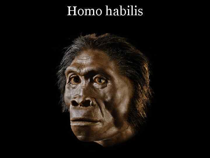 Homo habilis 