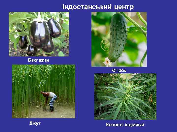 Індостанський центр Баклажан Огірок Джут Коноплі індійські 
