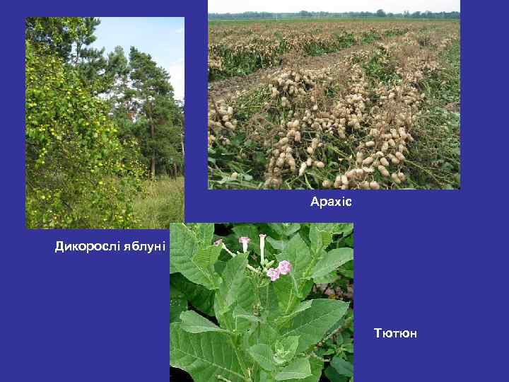 Арахіс Дикорослі яблуні Тютюн 