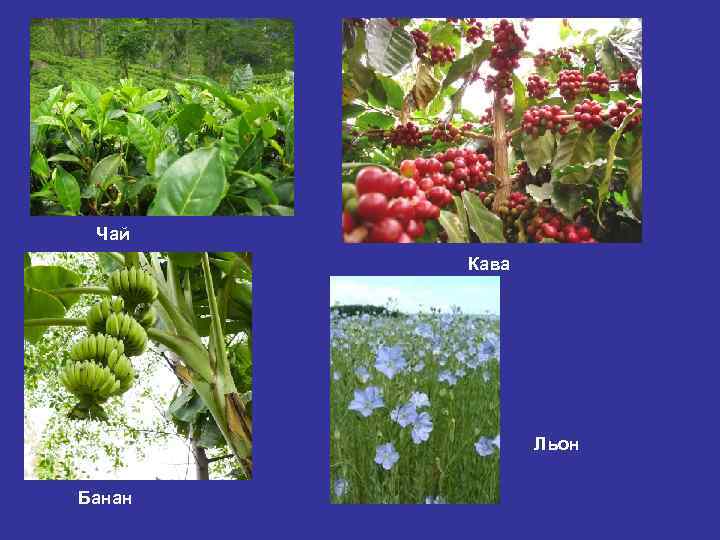 Чай Кава Льон Банан 