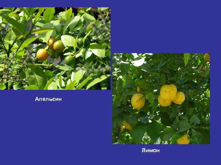 Апельсин Лимон 