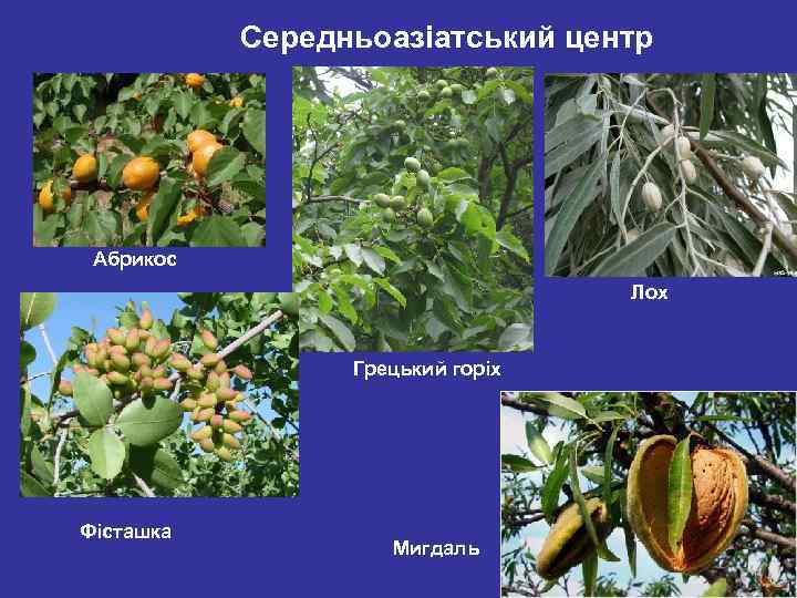 Середньоазіатський центр Абрикос Лох Грецький горіх Фісташка Мигдаль 
