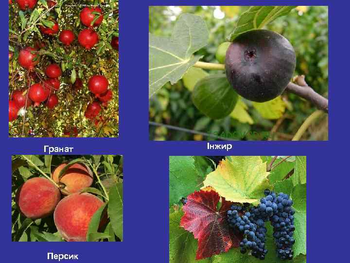 Гранат Персик Інжир 