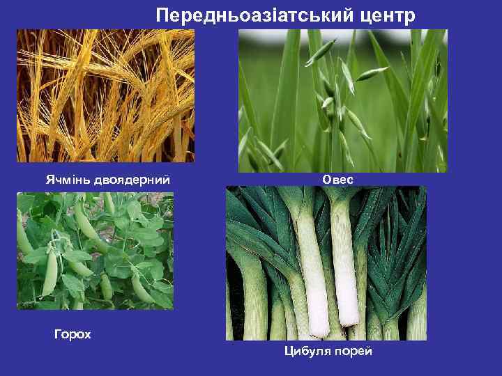 Передньоазіатський центр Ячмінь двоядерний Овес Горох Цибуля порей 