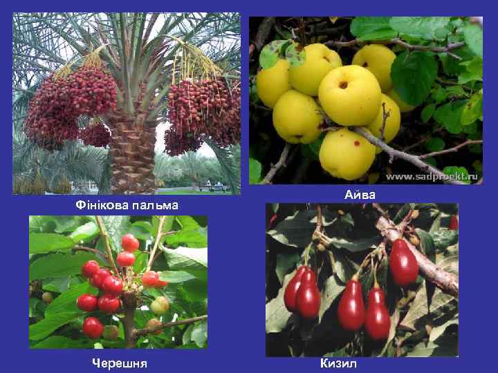 Фінікова пальма Черешня Айва Кизил 