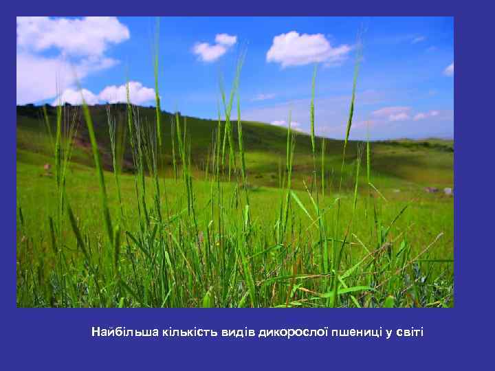 Найбільша кількість видів дикорослої пшениці у світі 