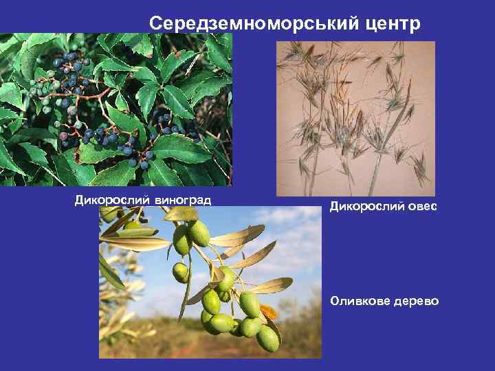 Середземноморський центр Дикорослий виноград Дикорослий овес Оливкове дерево 