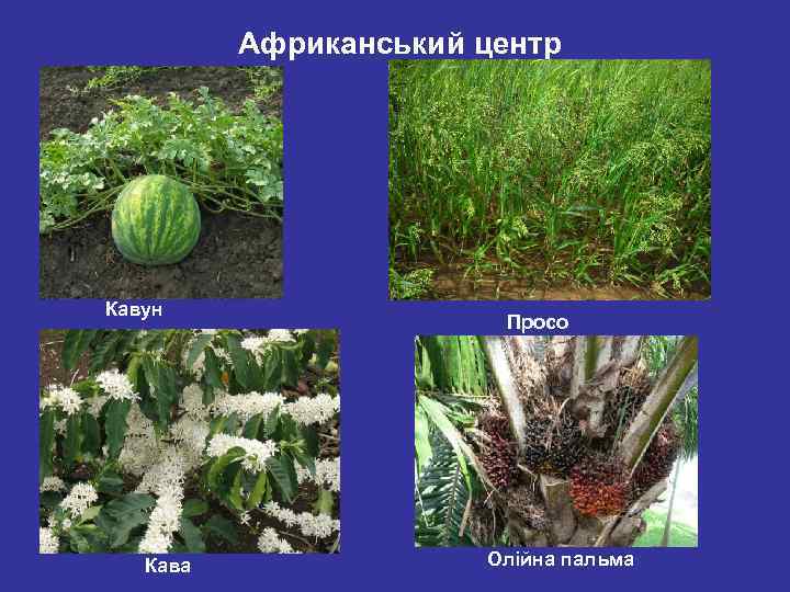 Африканський центр Кавун Кава Просо Олійна пальма 