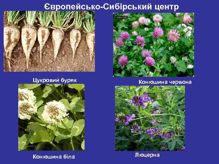 Європейсько-Сибірський центр Цукровий буряк Конюшина біла Конюшина червона Люцерна 