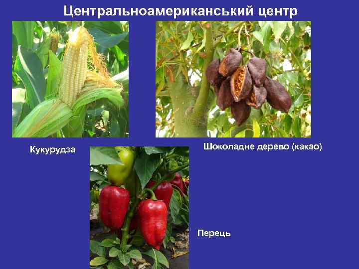 Центральноамериканський центр Кукурудза Шоколадне дерево (какао) Перець 