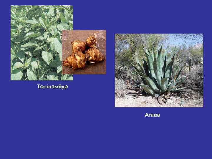 Топінамбур Агава 