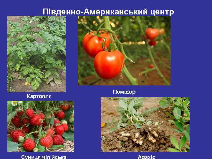 Південно-Американський центр Картопля Суниця чілійська Помідор Арахіс 