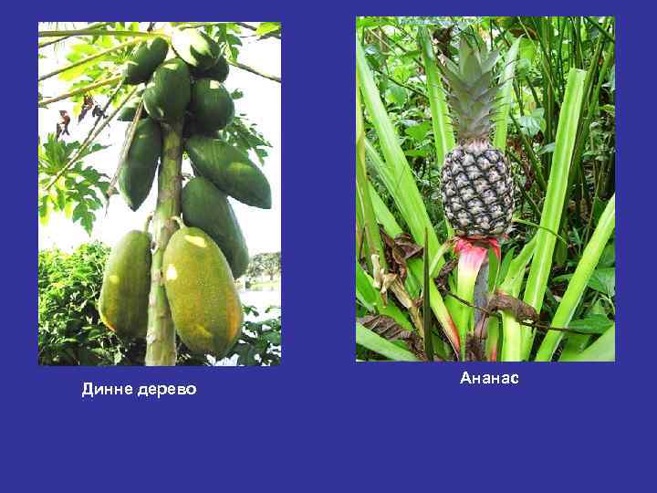 Динне дерево Ананас 