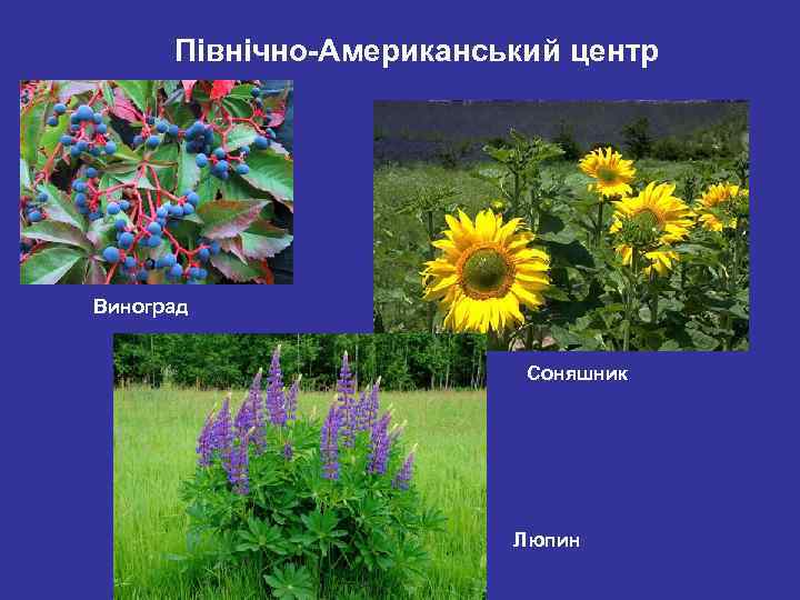 Північно-Американський центр Виноград Соняшник Люпин 