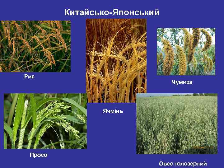 Китайсько-Японський Рис Чумиза Ячмінь Просо Овес голозерний 