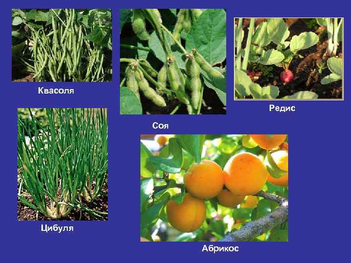 Квасоля Редис Соя Цибуля Абрикос 