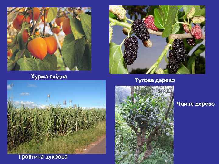 Хурма східна Тутове дерево Чайне дерево Тростина цукрова 