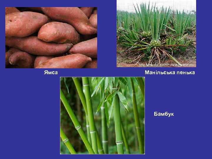 Ямса Манільська пенька Бамбук 