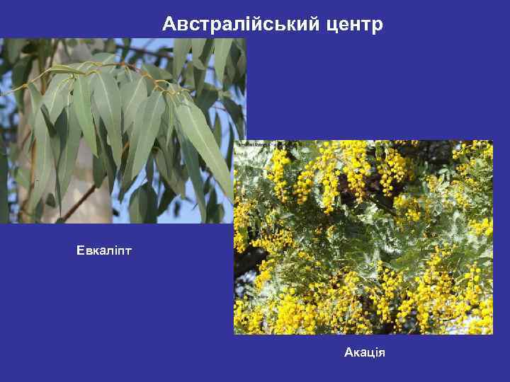 Австралійський центр Евкаліпт Акація 