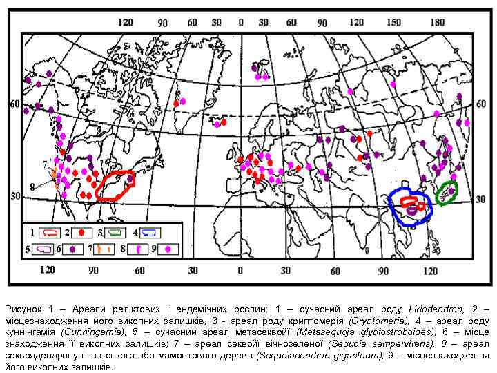Рисунок 1 – Ареали реліктових і ендемічних рослин: 1 – сучасний ареал роду Liriodendron,