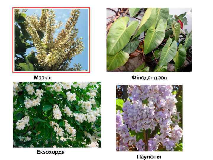 Маакія Екзохорда Філодендрон Паулонія 