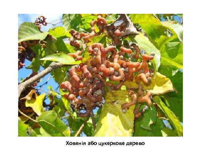 Ховенія або цукеркове дерево 