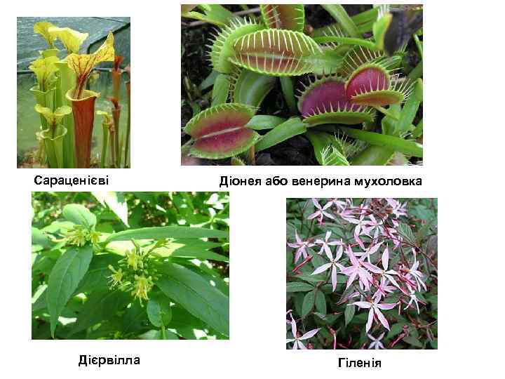 Сараценієві Дієрвілла Діонея або венерина мухоловка Гіленія 
