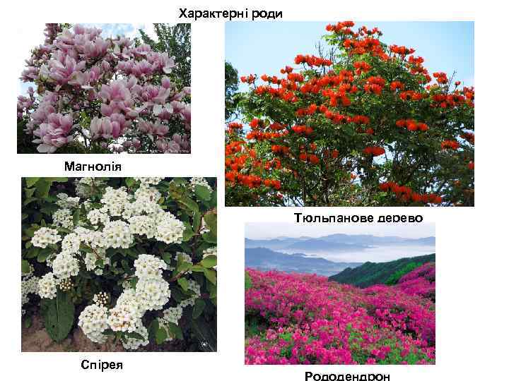 Характерні роди Магнолія Тюльпанове дерево Спірея 