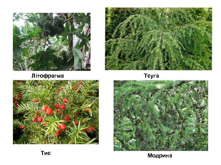 Літофрагма Тис Тсуга Модрина 