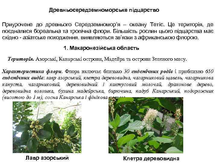 Древньосередземноморське підцарство Приурочене до древнього Середземномор’я – океану Тетіс. Це територія, де поєдналися бореальна