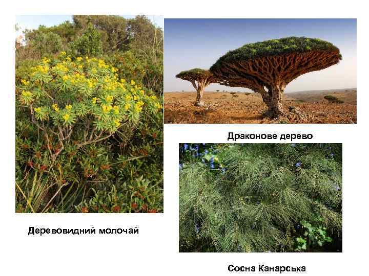 Драконове дерево Деревовидний молочай Сосна Канарська 