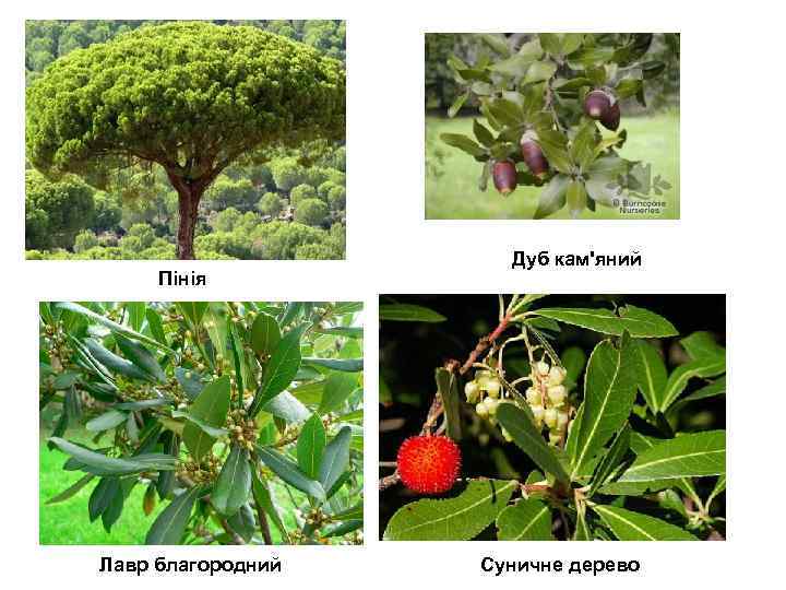 Пінія Лавр благородний Дуб кам'яний Суничне дерево 