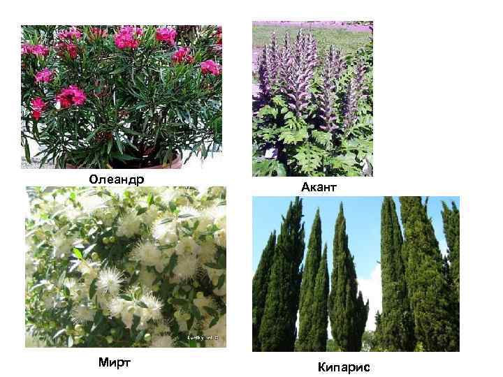 Олеандр Мирт Акант Кипарис 